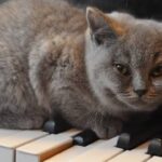 os gatos gostam de musica