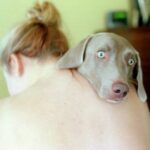 Cães e abraços