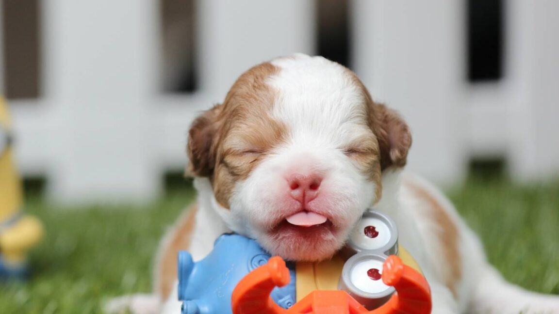 quanto tempo leva para o filhote de cachorro abrir os olhos Archives