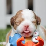 Cachorros nascem com olhos fechados