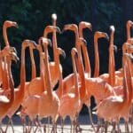 Flamingos cor-de-rosa