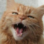 Gatos miam