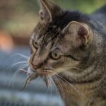 Gatos trazem animais mortos para casa
