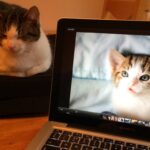 Vídeos de gatos