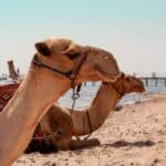 quanto tempo os camelos conseguem sobreviver sem beber agua