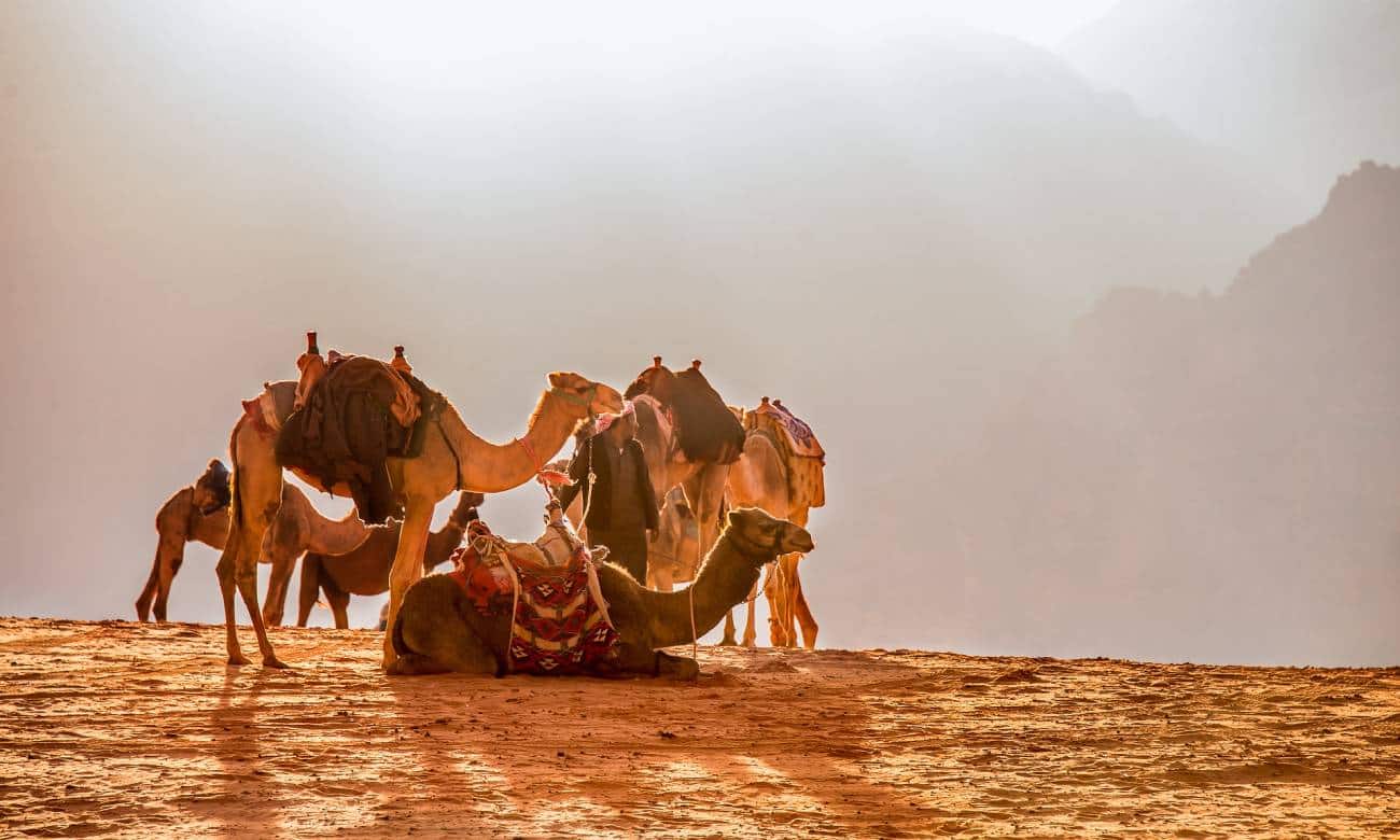 quanto tempo os camelos conseguem sobreviver sem beber agua 2