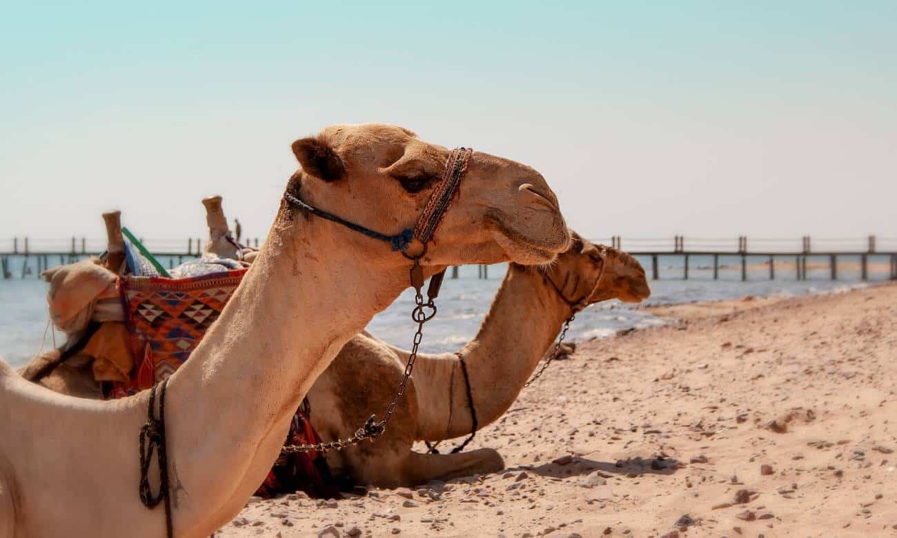 Quanto tempo os camelos conseguem sobreviver sem beber água? – Zona Curiosa