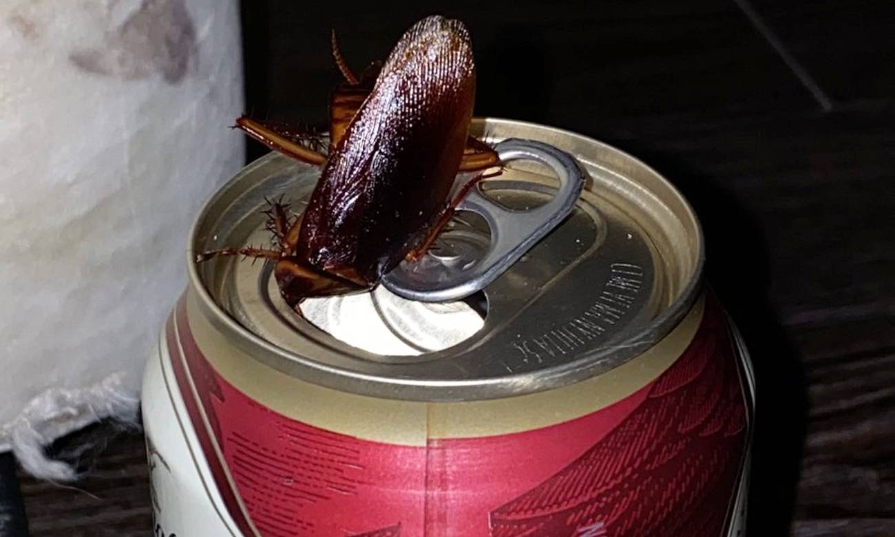 curiosidades incriveis sobre as baratas 2