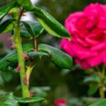 Espinhos das rosas