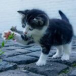 Gatos com patas brancas