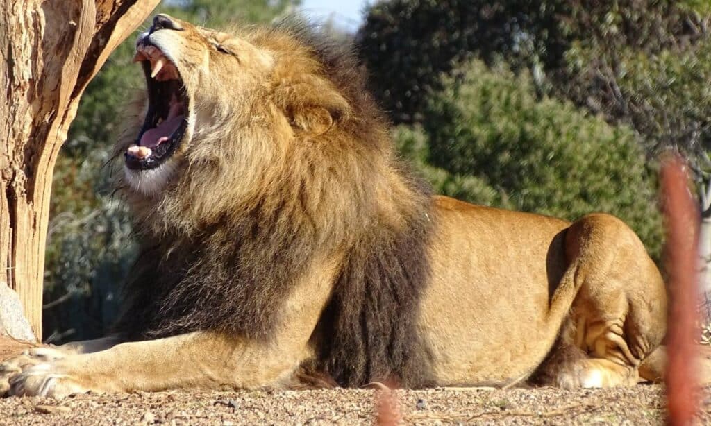 Por que o rugido dos leões é tão alto? – Zona Curiosa