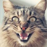 por que os gatos domesticos nao rugem como outros felinos