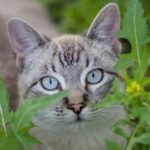 Gatos têm pupilas verticais