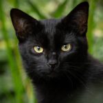 Gatos pretos