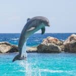 curiosidades incriveis sobre os golfinhos