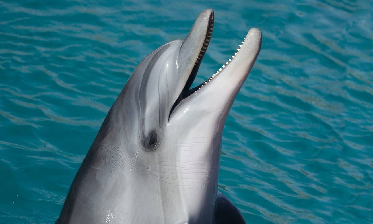 curiosidades incriveis sobre os golfinhos 4