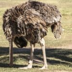 os avestruzes enterram a cabeca no chao