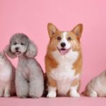 os caes sao mais inteligentes que os gatos