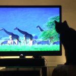 Gatos gostam de ver televisão