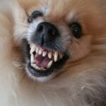 por que os cachorros de racas menores sao tao bravos