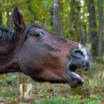 por que os cavalos relincham
