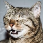 Animais espirram