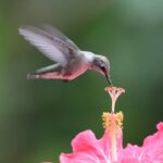 como e o ciclo de vida de um beija flor