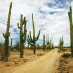 Cactos no deserto