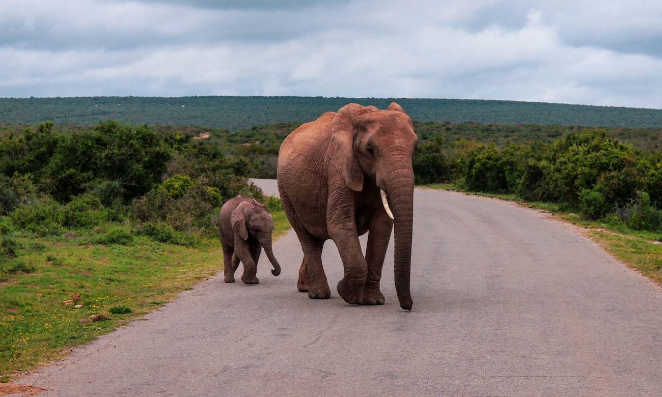 curiosidades incriveis sobre a africa do sul 2