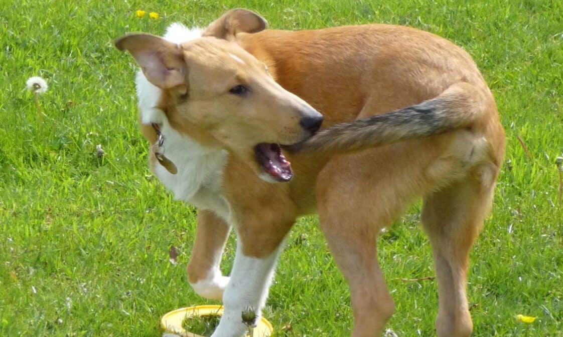 Por que os cães mordem o próprio rabo? - Zona Curiosa