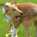 Cães mordem o rabo