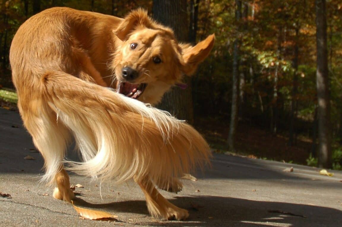 Por que os cães mordem o próprio rabo? – Zona Curiosa