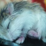 Hamsters dormem