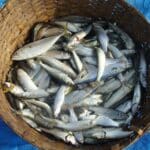 Cheiro forte dos peixes