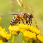 qual a importancia das abelhas para o meio ambiente