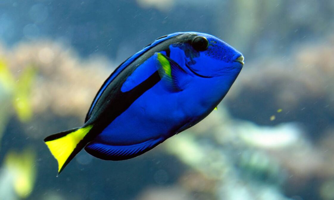 Que tipo de peixe é a Dory de ‘Procurando Nemo’? – Zona Curiosa