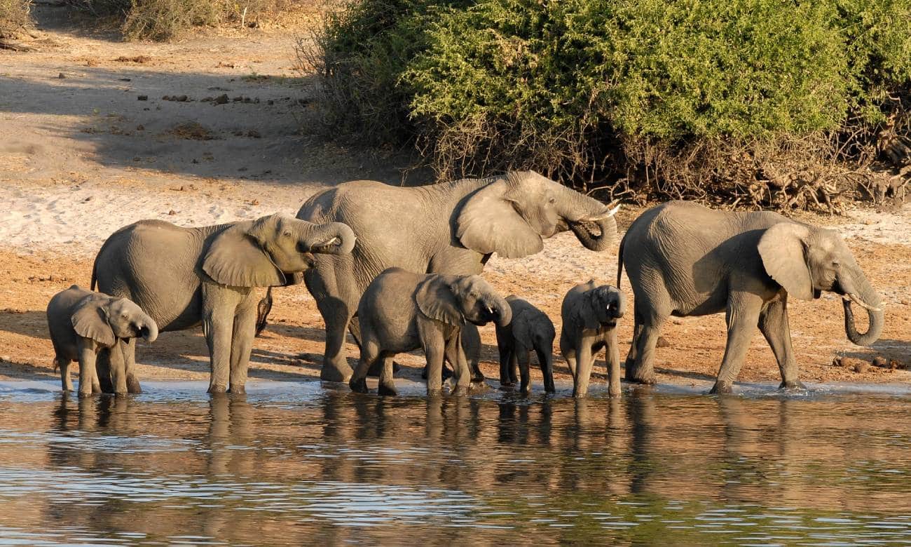 Elefantes em Botswana