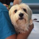 os animais tambem sofrem ataques cardiacos como os humanos