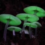 Cogumelos que brilham no escuro