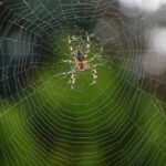 Aranhas não ficam presas em suas teias