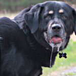 Cães babam