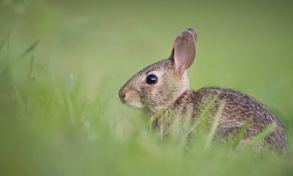 Quantos anos vive um coelho? Zona Curiosa
