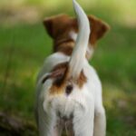 Rabo dos cães