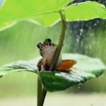 por que surgem tantos sapos quando chove