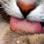 Língua dos gatos