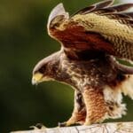 Aves de rapina