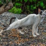 Gatos se espreguiçam