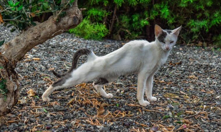 Gatos se espreguiçam