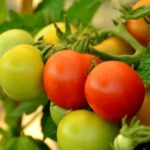 por que os tomates ficam vermelhos quando estao maduros