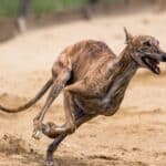 Raça canina mais veloz